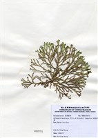 藏品(扁乳節藻)的圖片